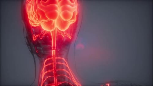 3D Human Brain and Nervous System Glowing Red