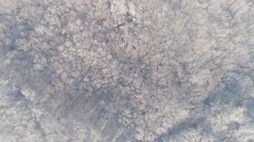 Aerial View of Winter Forest Covered with Snow