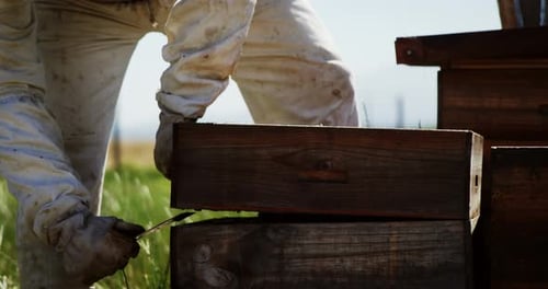 Beekeeper examining beehive