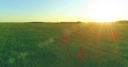 Low Altitude Flight Above Rural Summer Field with Endless Yellow Landscape at Summer Sunny Evening