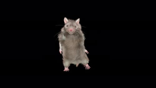 Cute Gray Rat Dancing Animated Clip