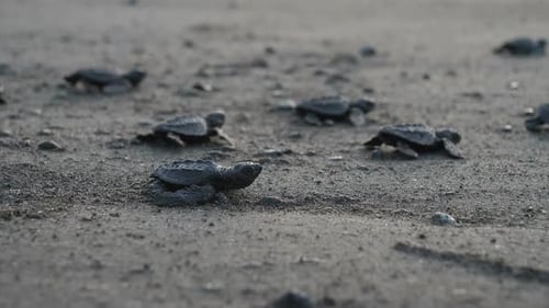 Atlantic Ridley Meeresschildkröten überqueren den Strand