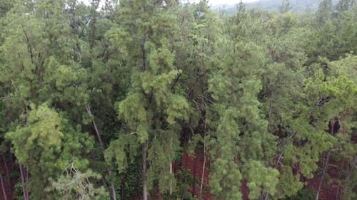 Aerial view pine forest at Kedah