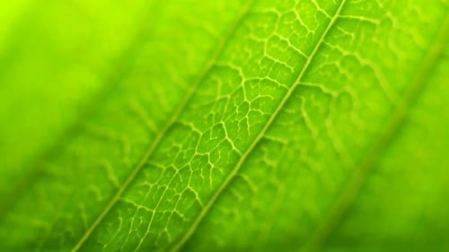 Green Leaf Analysis