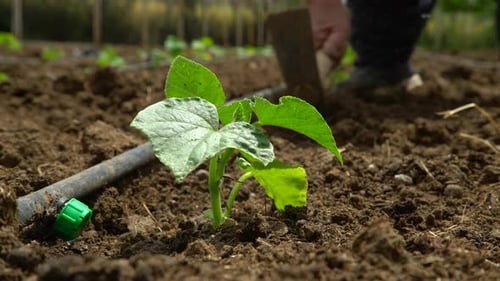 Person Planting Seedlings in Row