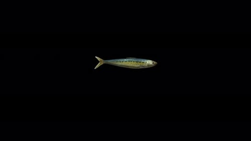 Realistic Swimming Fish Animation on Transparent Alpha Channel