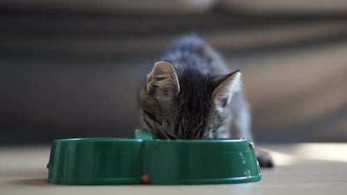 Small Grey Tabby Kitten Eats Cat Food at Home From Plastic Green Bowl