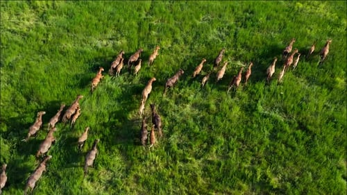 Chevaux sauvages qui courent des Mustangs sauvages sur la belle herbe verte