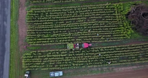 Camera high in the sky descends onto wagon behind a tractor in a field of corn with men picking corn