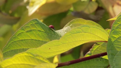 Red Ladybugs on Green Yellow Leaves