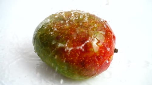Fresh Mango Splashed with Water on White Background