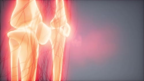 Glowing Human Skeleton and Circulatory System 3D Scan