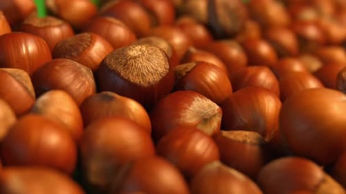 Hazelnuts on Green Background