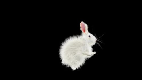 Hase: Tanzen HD