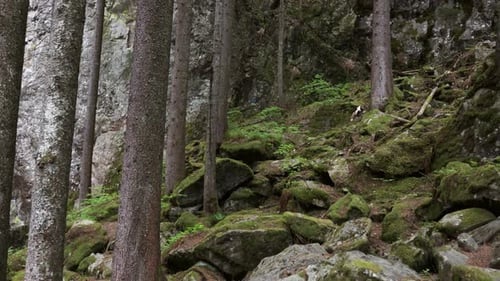 Dark Mountain Forest with Rocks, Panorama
