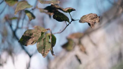 Äste mit trockenen grünen Blättern schwingen bei leichtem Wind