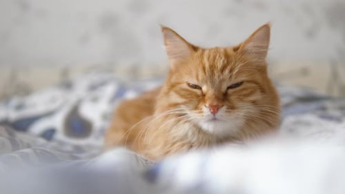 Sleepy Orange Cat Lounging Comfortably on Bed