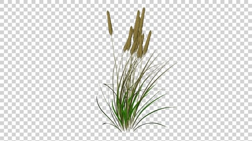 Animated Cattail Swaying With Transparent Background