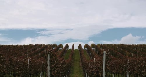 Reife Trauben, Weinberg, Herbst, Weinproduktion