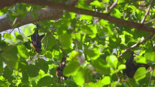Zorros voladores colgando de una rama de árbol y lavando