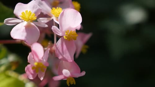 Beaux boutons de fleurs de bégonia rose en cire dans le jardin, inclinaison lente naturelle 4K 3840X2160 30fps UltraHD