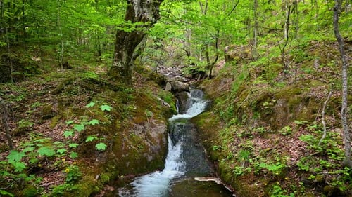 Gebirgsbach im Frühlingswald