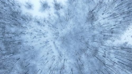 Aerial View of the Winter Background with a Snow-covered Forest From Above