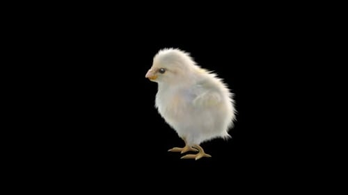 Realistic 3D White Chick Standing and Pecking Animation