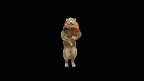 Animated Lion Standing Up and Roaring on Black Background