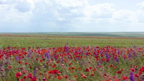 Field of red wild poppy flowers. Red poppy flowers blooming in green spring wheat field.