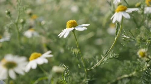 White common Chamomile spring flowers slow-mo 1920X1080 HD footage - Shallow DOF Matricaria recut