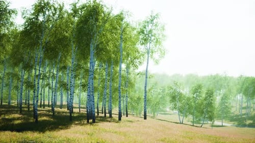 Birch Forest in Sunlight in the Morning