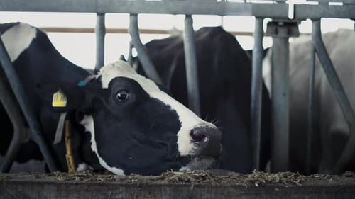 Une vache en bonne santé mange de la paille provenant d'un parc d'engraissement dans une étable