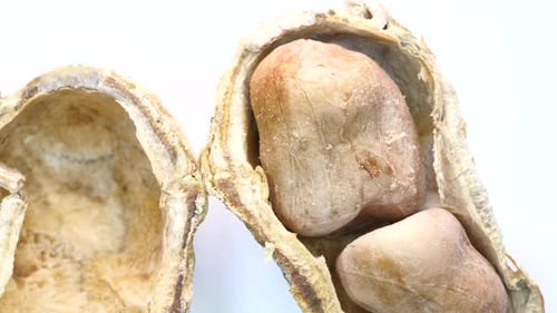 Detailed Analysis of a Peanut