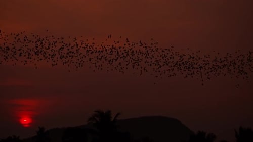 Vuelo de las cuevas de murciélagos de Battambang viajando durante la puesta del sol buscando comida en la montaña Sampeou, Camboya