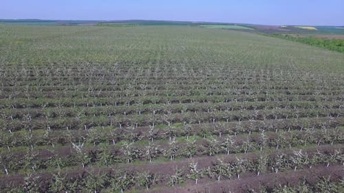 Trees Plantation Aerial View. Aerial view of blossom apple trees garden in the spring