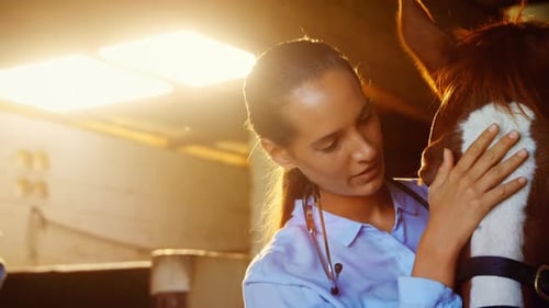 Woman Veterinarian Examining Horse In Stable