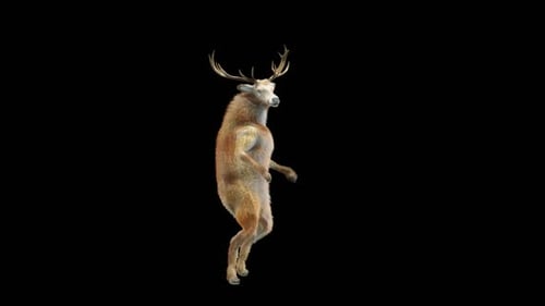 3D Animated Dancing Deer