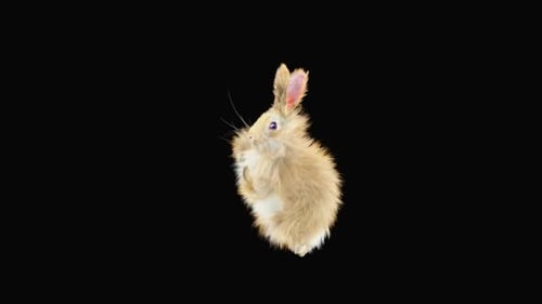 Rabbit Dancing HD