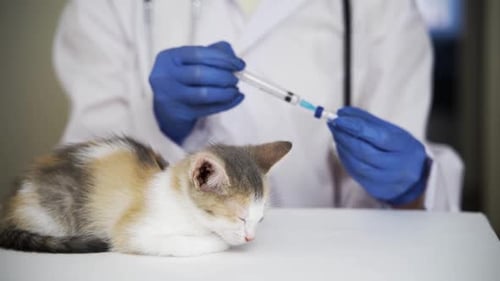 Veterinarian Giving Injection to a Kitten
