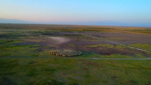 Aerial View Sheep Herd