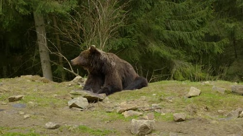 Bear Rests in Wild Forest
