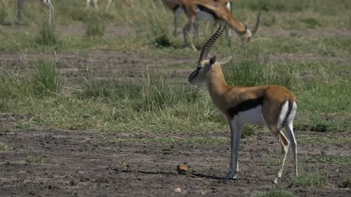 Alert Gazelle Standing in a Sunny Savanna