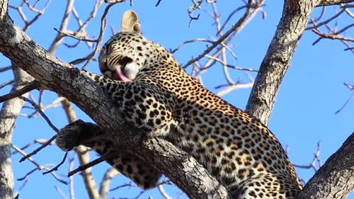 Leopard Resting in Tree Licking Paw