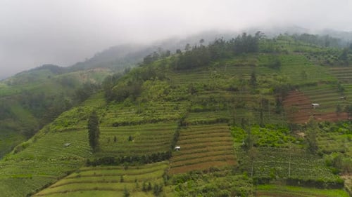 Terraced Farming on Verdant Mountain Hillsides