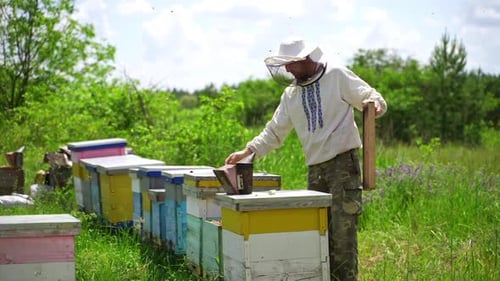 Apiarist examining bees. Beekeper works at apiary on beautiful nature background.