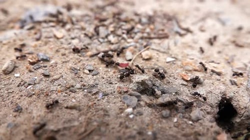 Insect Ants On Soil