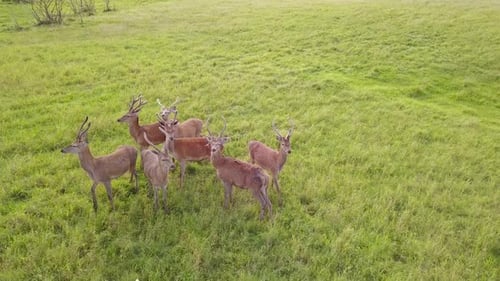 Group of Deer Stands and Looks Around Then Begins To Run