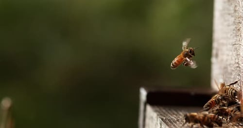 901272 Play preview video Download Preview European Honey Bee, apis mellifera, Bees standing at th