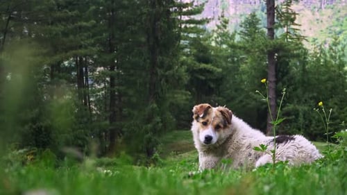 Ein weißer Himalaya-Hund, der sich in einer natürlichen Umgebung amüsiert